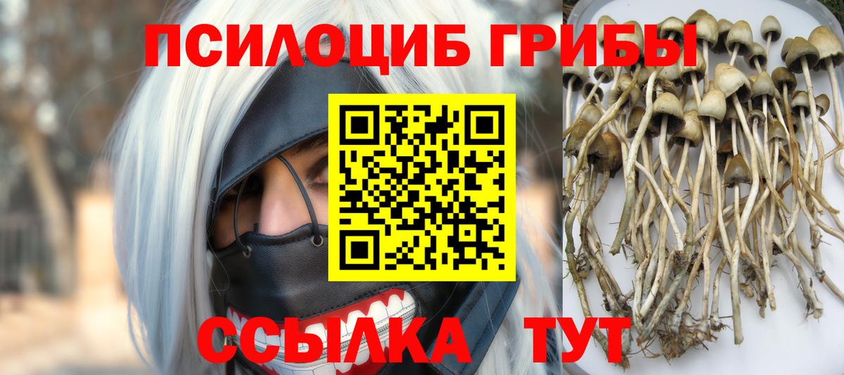 Псилоцибиновые грибы Psilocybine cubensis Сланцы