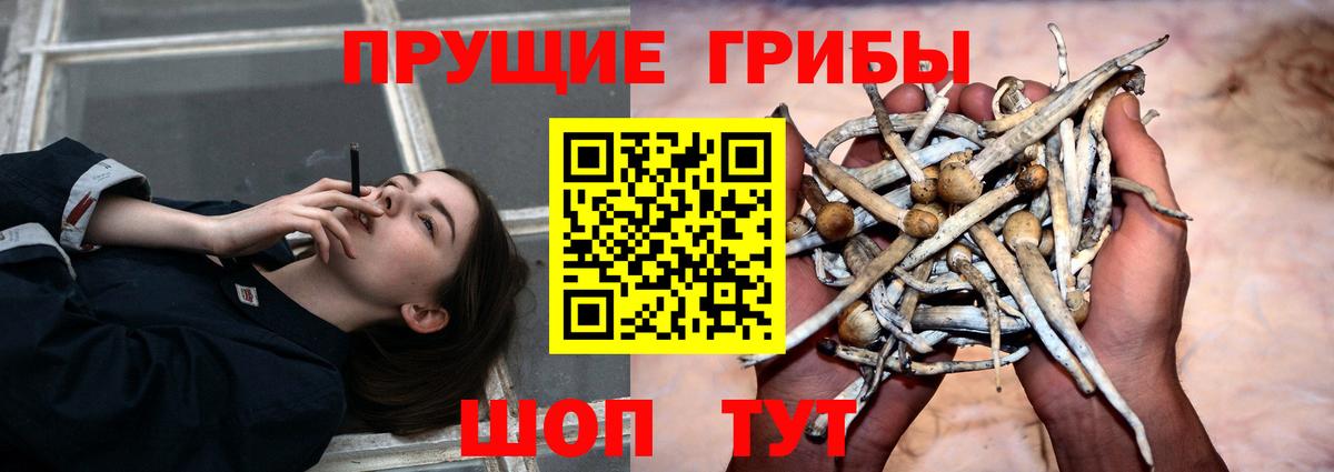 Галлюциногенные грибы GOLDEN TEACHER  Вход с VPN  Галлюциногенные грибы мухоморы  Сланцы 